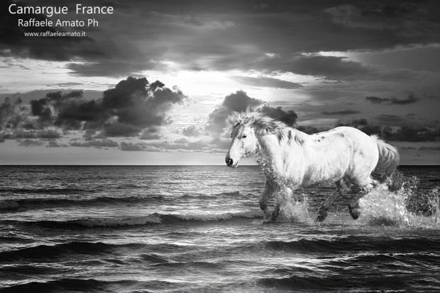 horse-amato-camargue-france-wild-monochrome-black-white-
